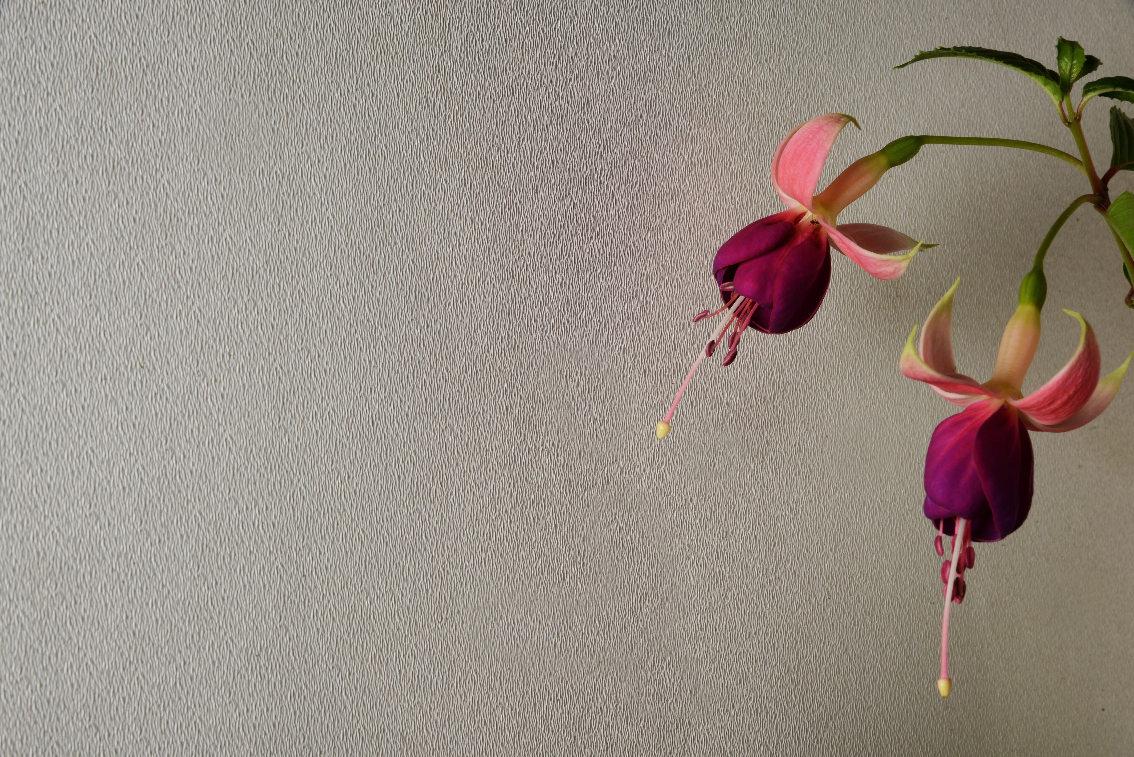 Papel Mural - Silk Blanco Eb