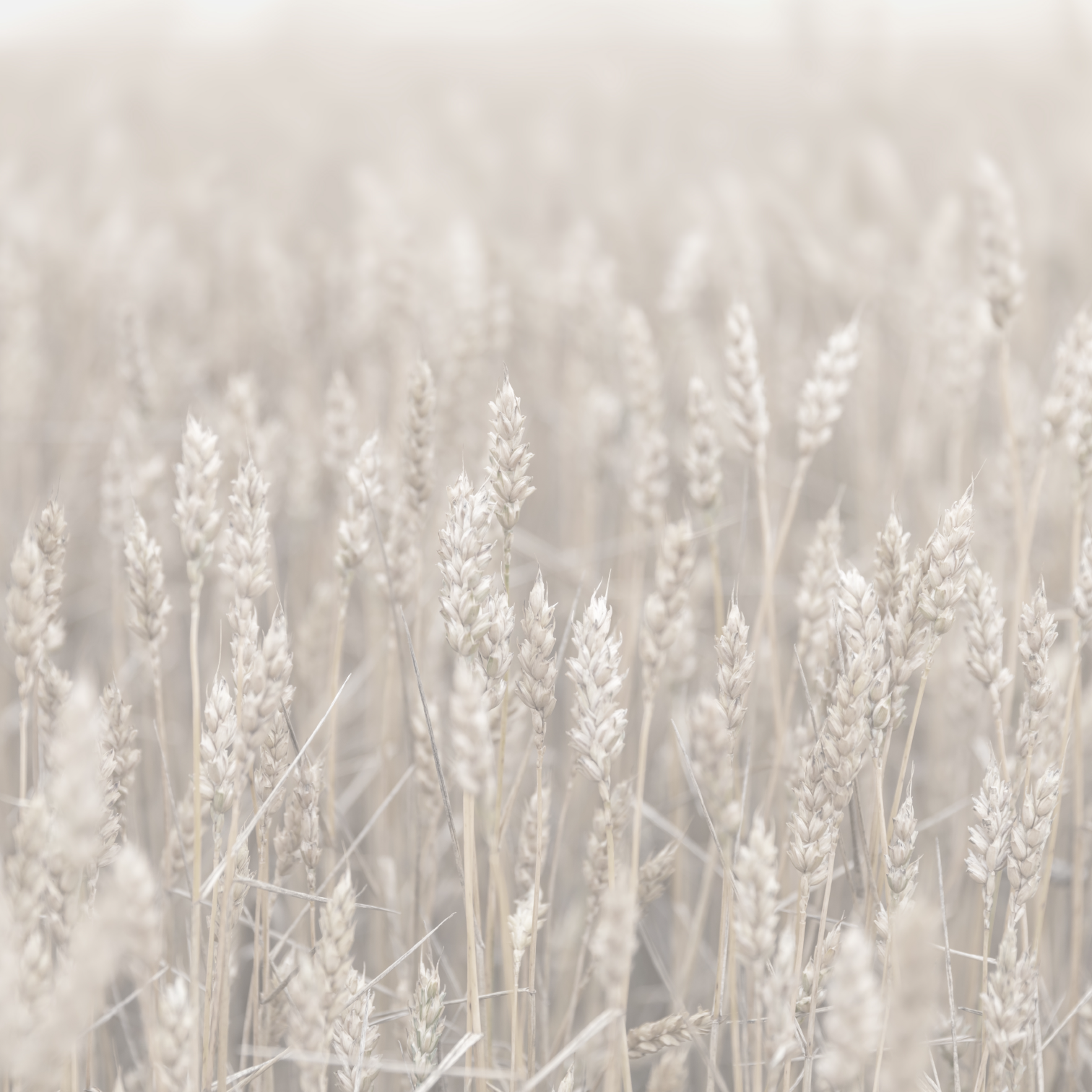 PAPEL MURAL - MINIMAL 30