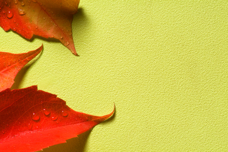 Papel Mural - Pin Point Pistacho