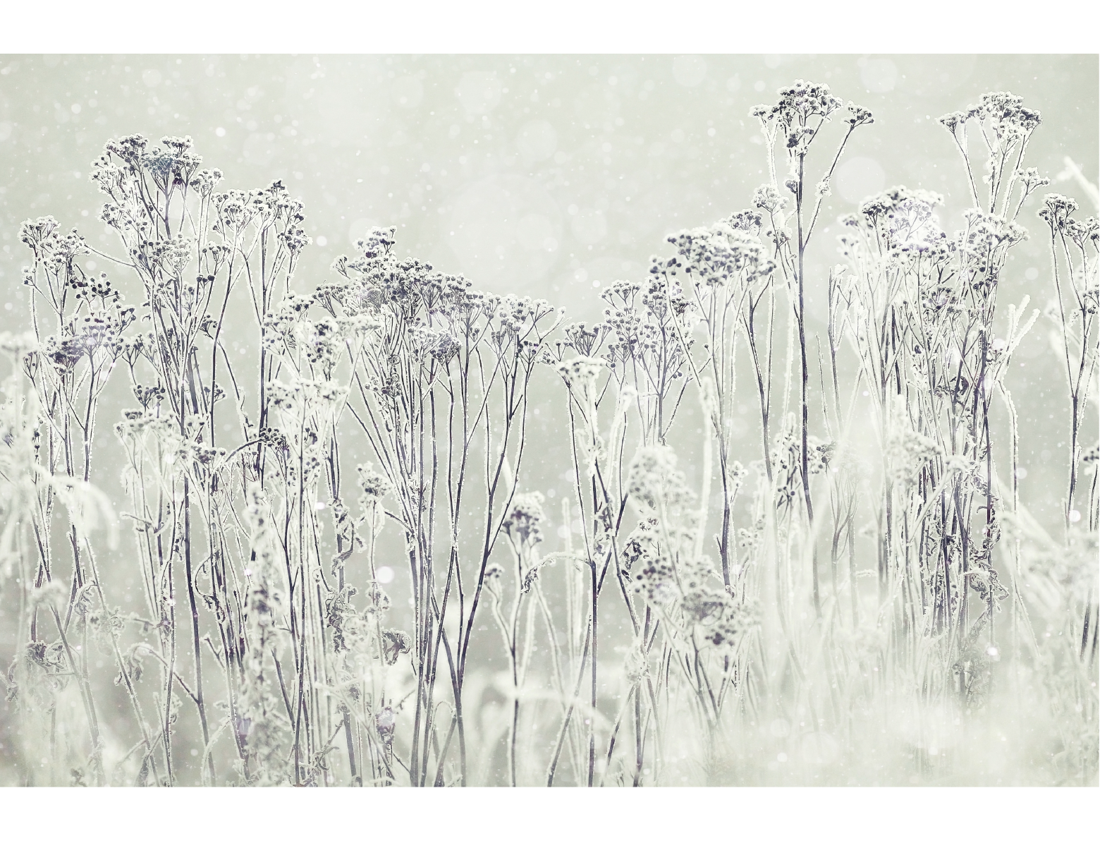 PAPEL MURAL - ROMANTIC 14