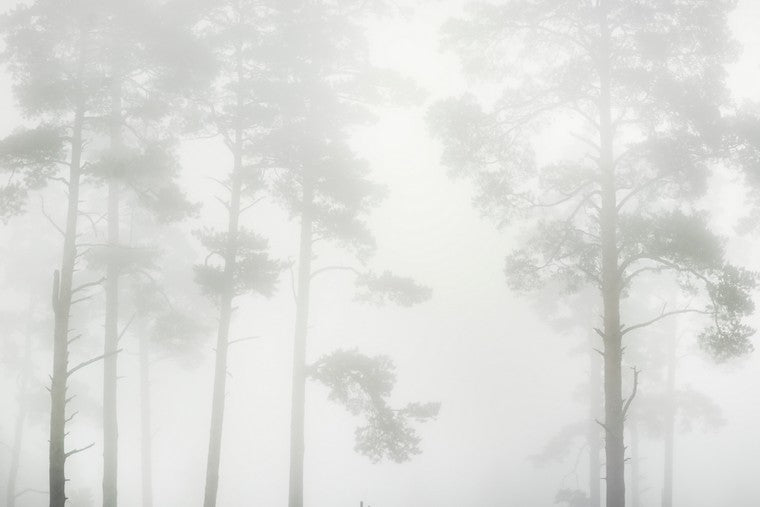 PAPEL MURAL - FOREST 17