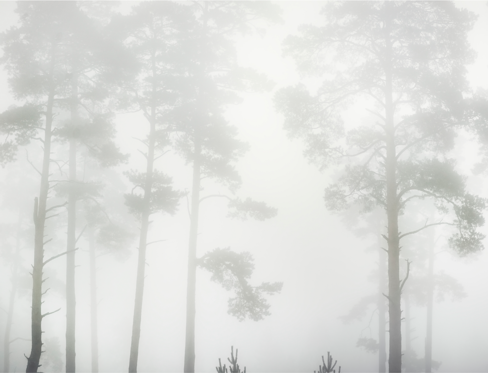 PAPEL MURAL - FOREST 17