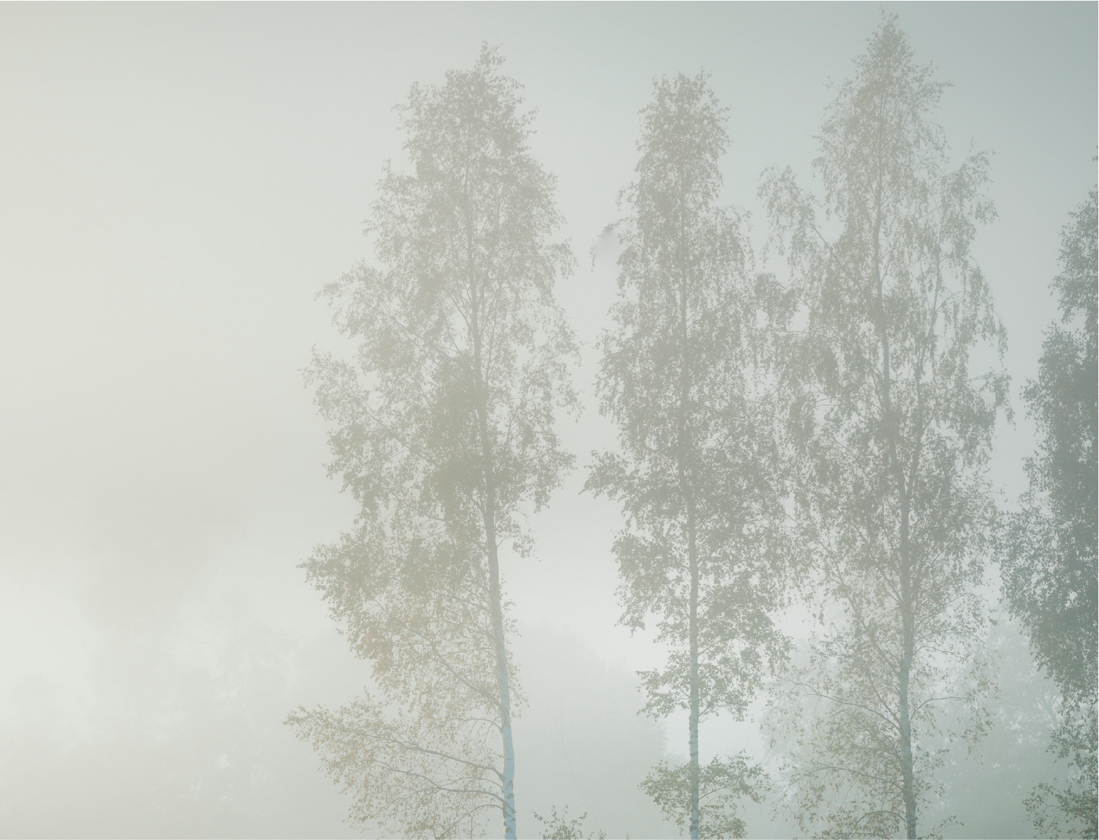 PAPEL MURAL - FOREST 18