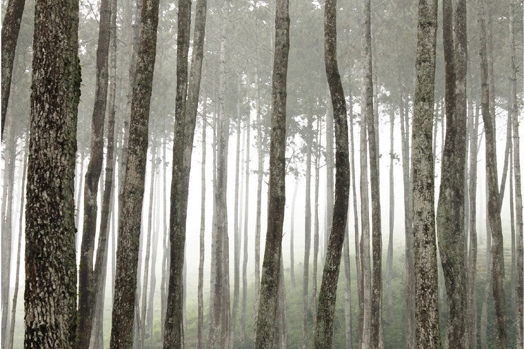 PAPEL MURAL - FOREST 29