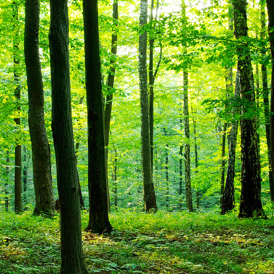 PAPEL MURAL - NATURA 02