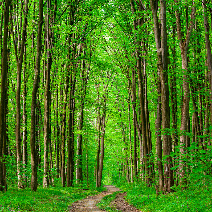 PAPEL MURAL - NATURA 03