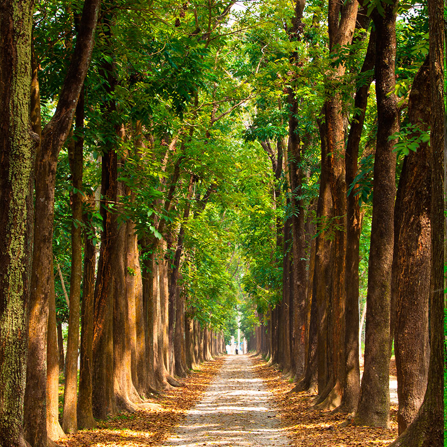 PAPEL MURAL - NATURA 04