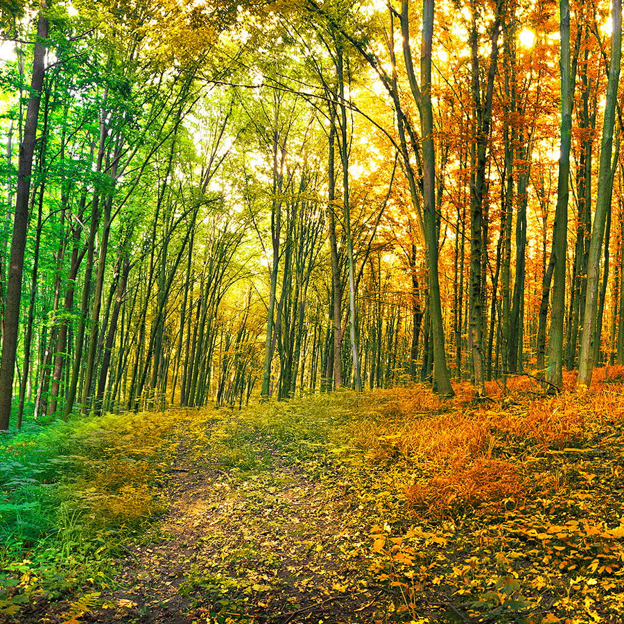 PAPEL MURAL - NATURA 05