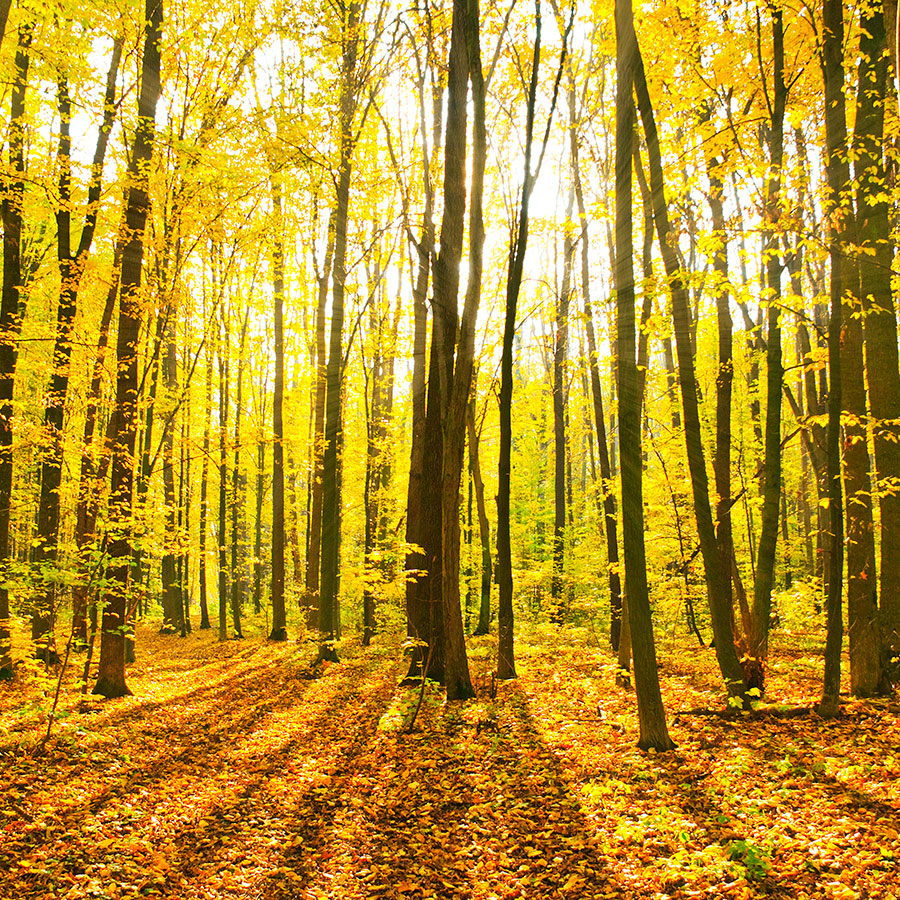 PAPEL MURAL - NATURA 06