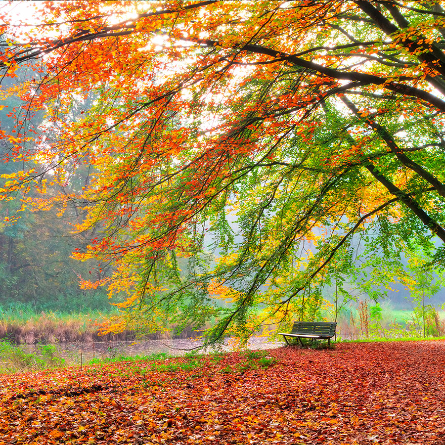 PAPEL MURAL - NATURA 14