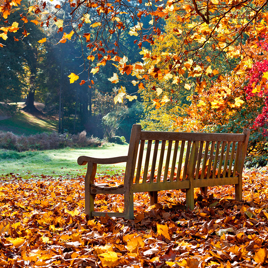 PAPEL MURAL - NATURA 15