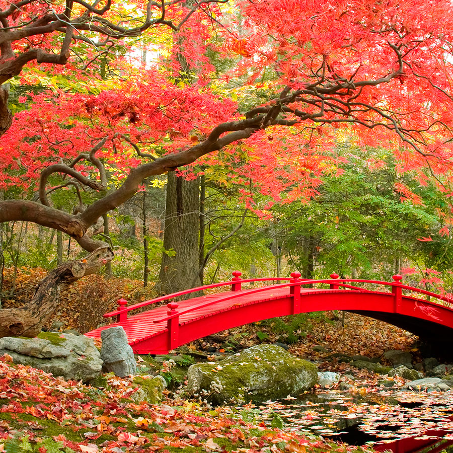 PAPEL MURAL - NATURA 16