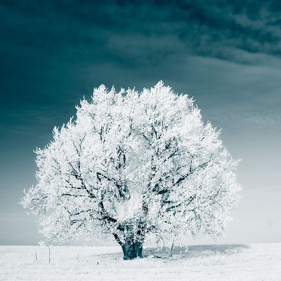 PAPEL MURAL - NATURA 31