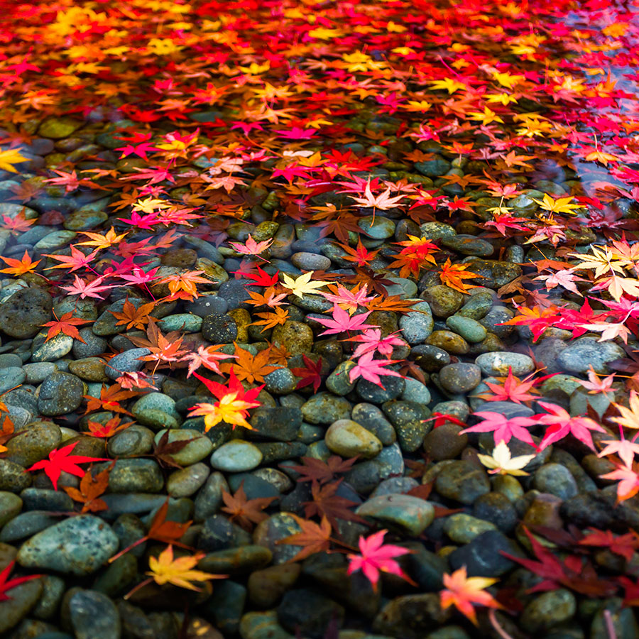 PAPEL MURAL - NATURA 35