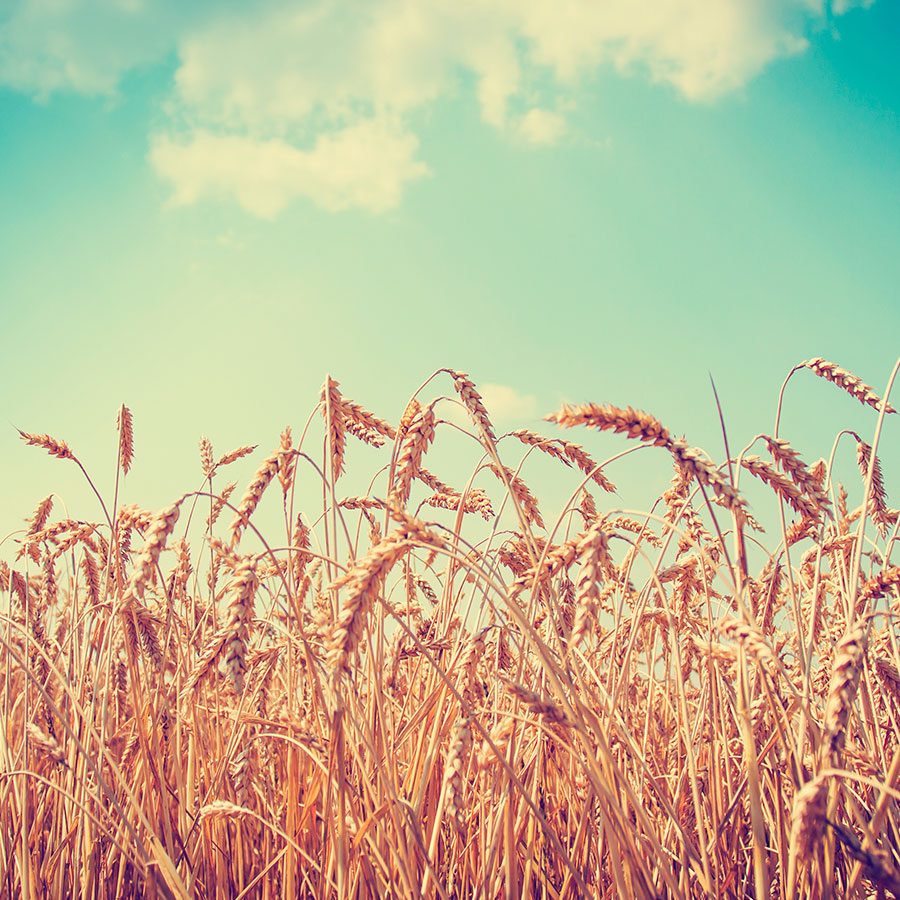 PAPEL MURAL - NATURA 36