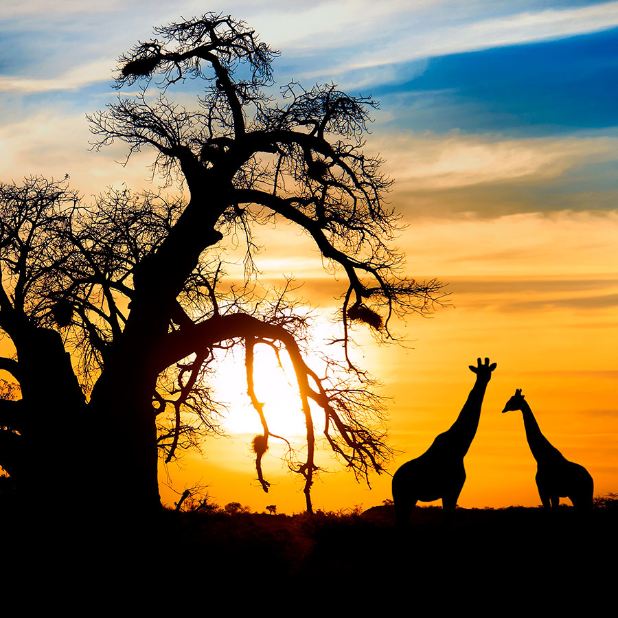 PAPEL MURAL - NATURA 40