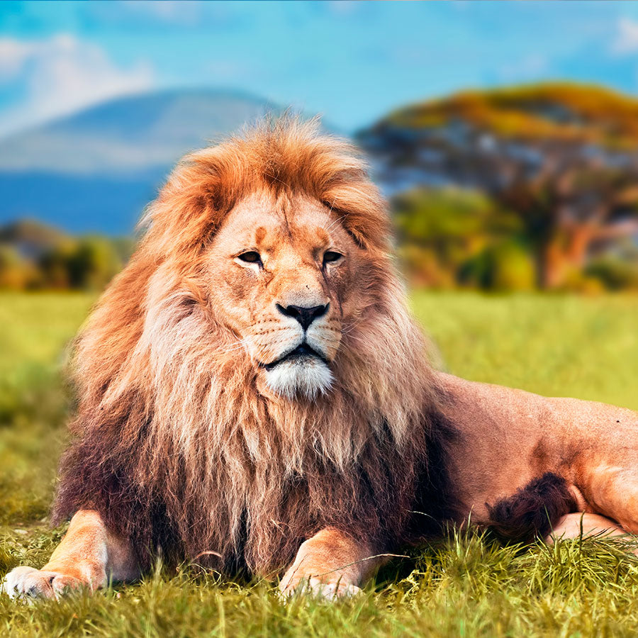 PAPEL MURAL - NATURA 45