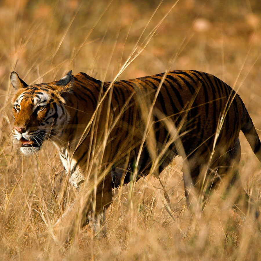 PAPEL MURAL - NATURA 46