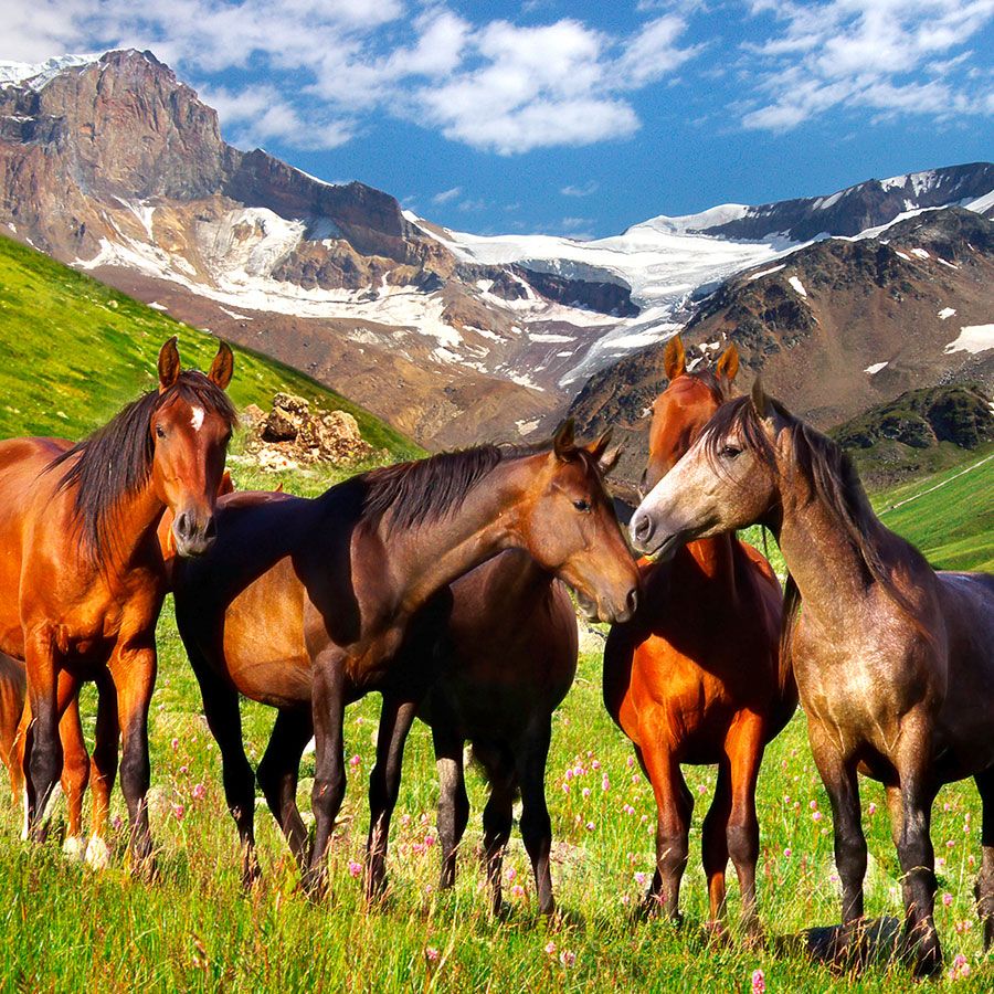 PAPEL MURAL - NATURA 47