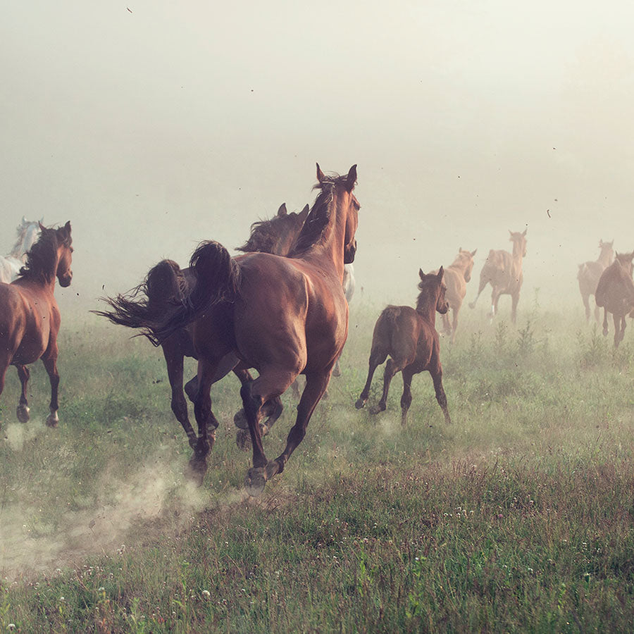 PAPEL MURAL - NATURA 48
