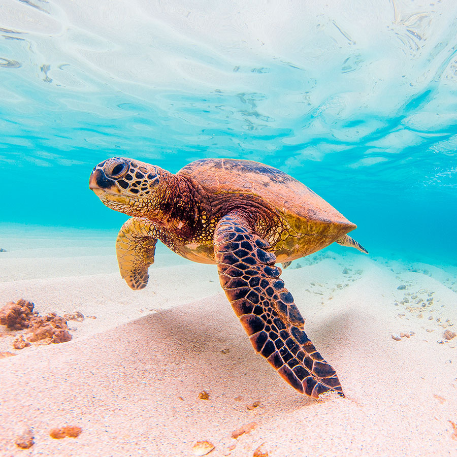 PAPEL MURAL - NATURA 49