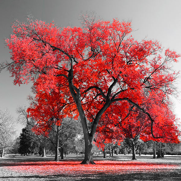 PAPEL MURAL - BLACK & WHITE 07