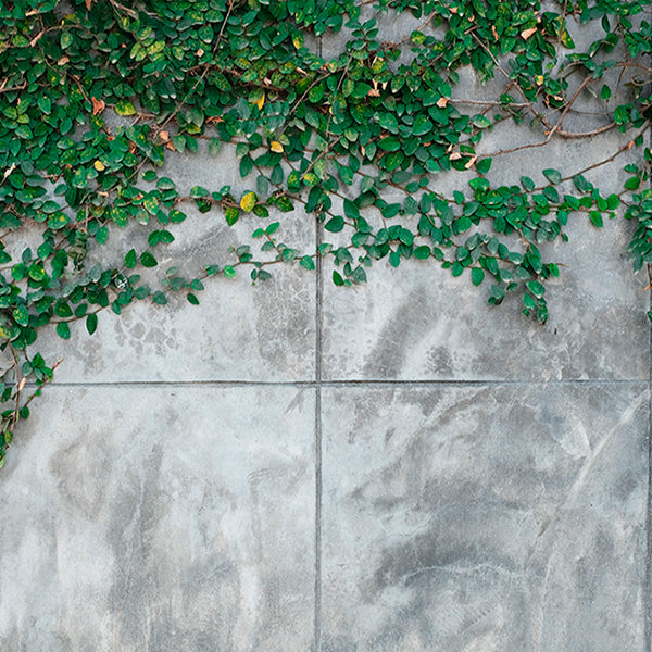 PAPEL MURAL - CONTRACT 12