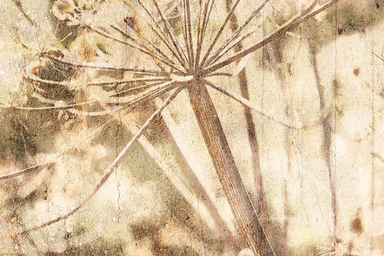 Lino - 379102