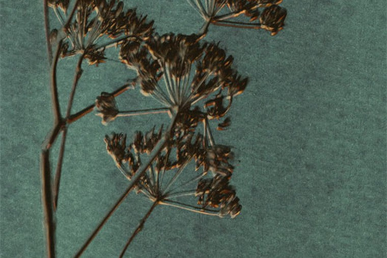 Lino - 379104