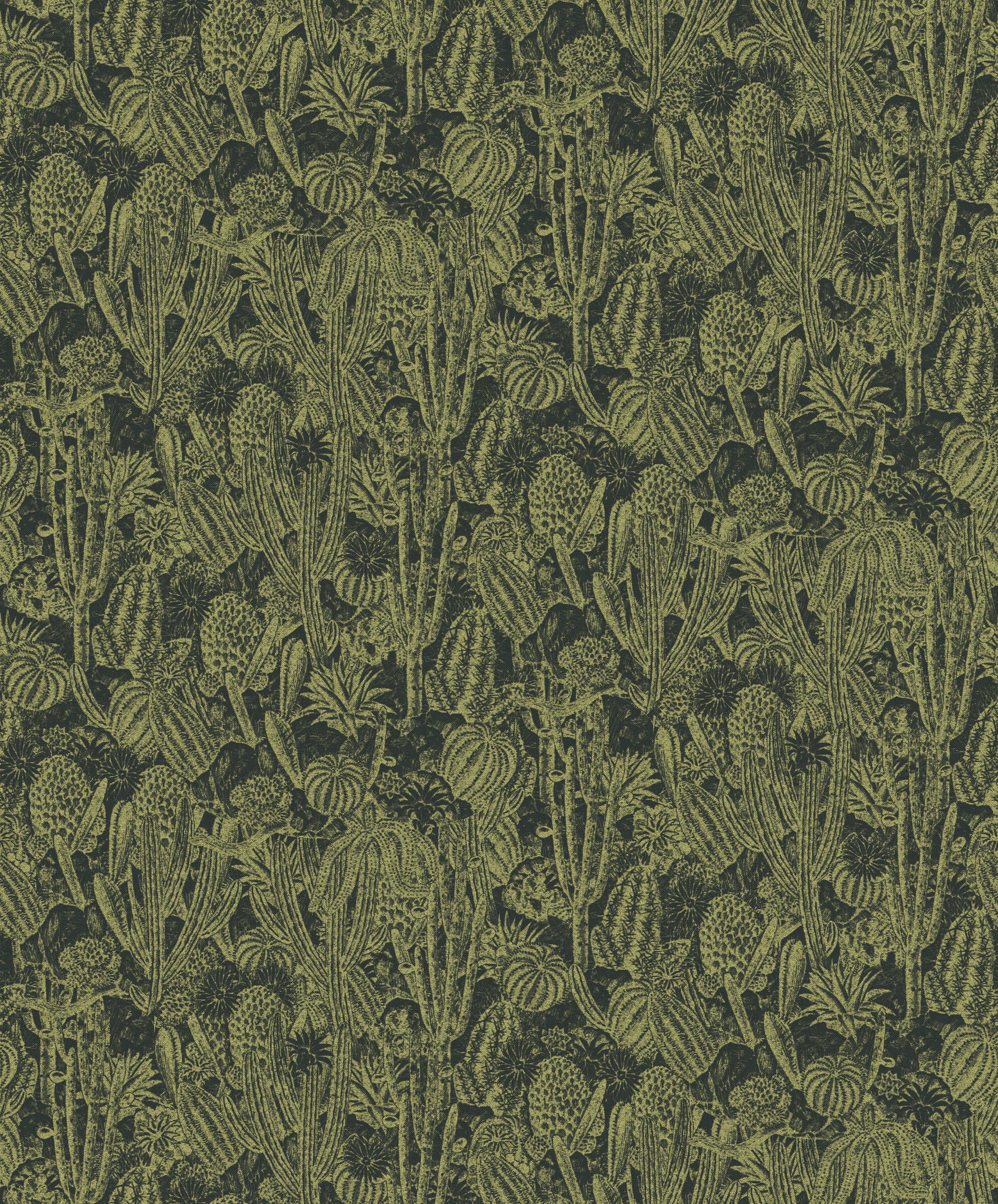 Cactus - HAV 204