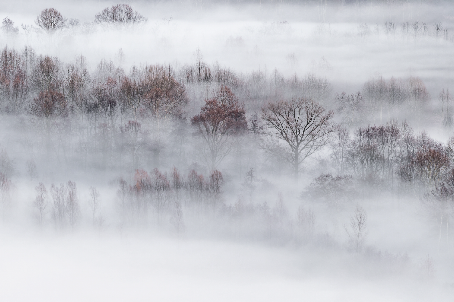 PAPEL MURAL - NATURE 03