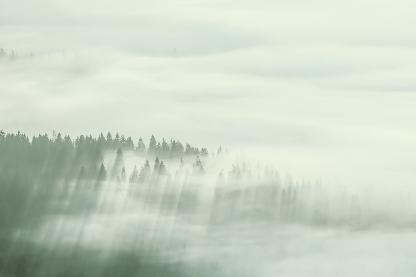 PAPEL MURAL - NATURE 06