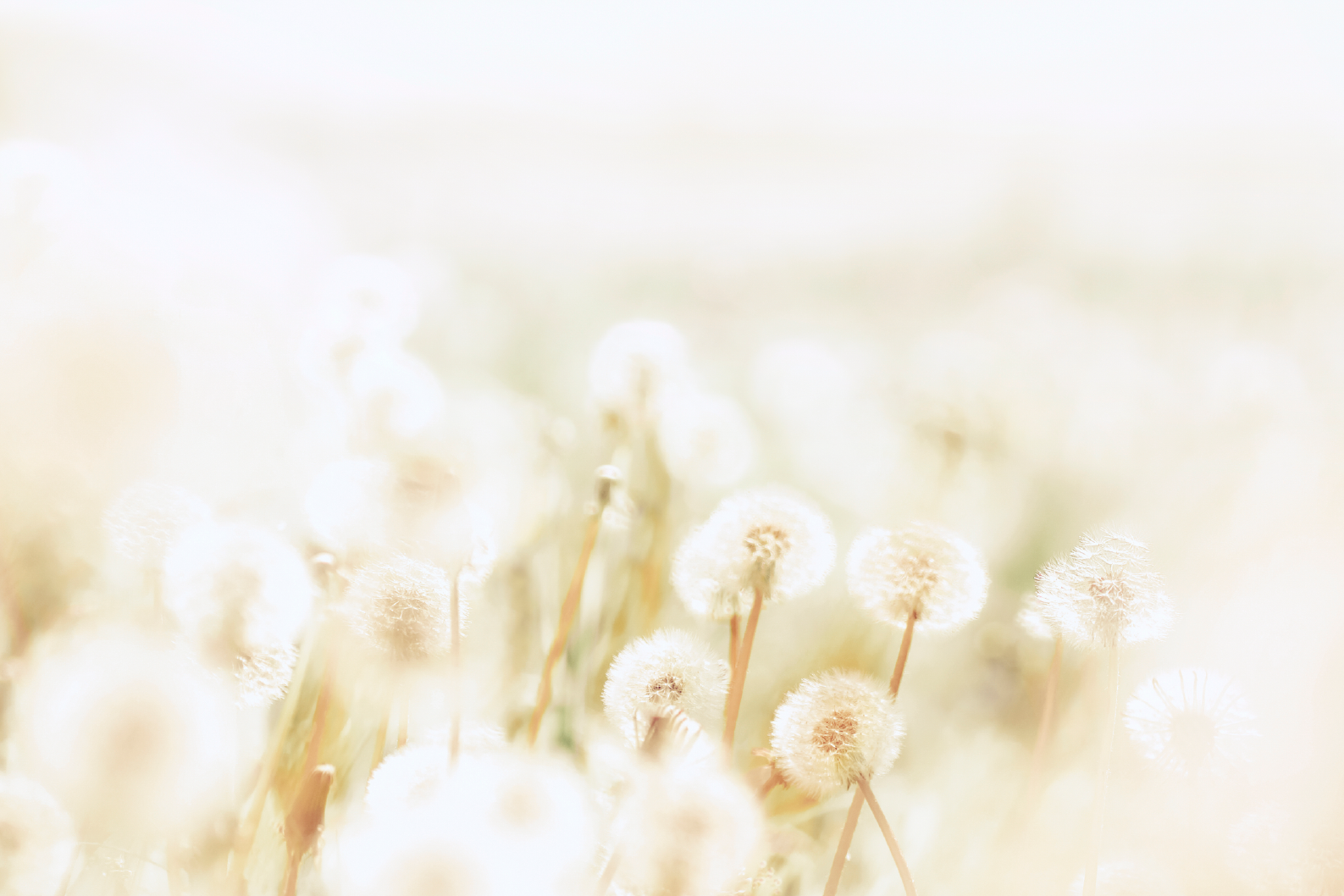 PAPEL MURAL - NATURE 10