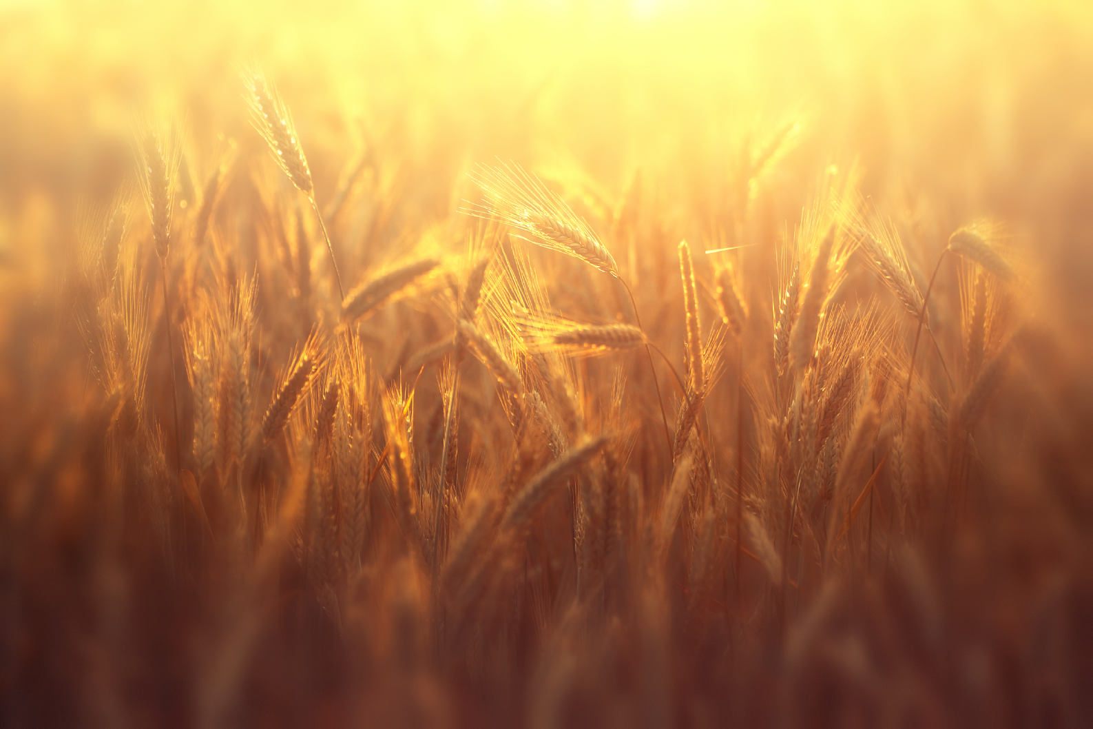 PAPEL MURAL - NATURE 11