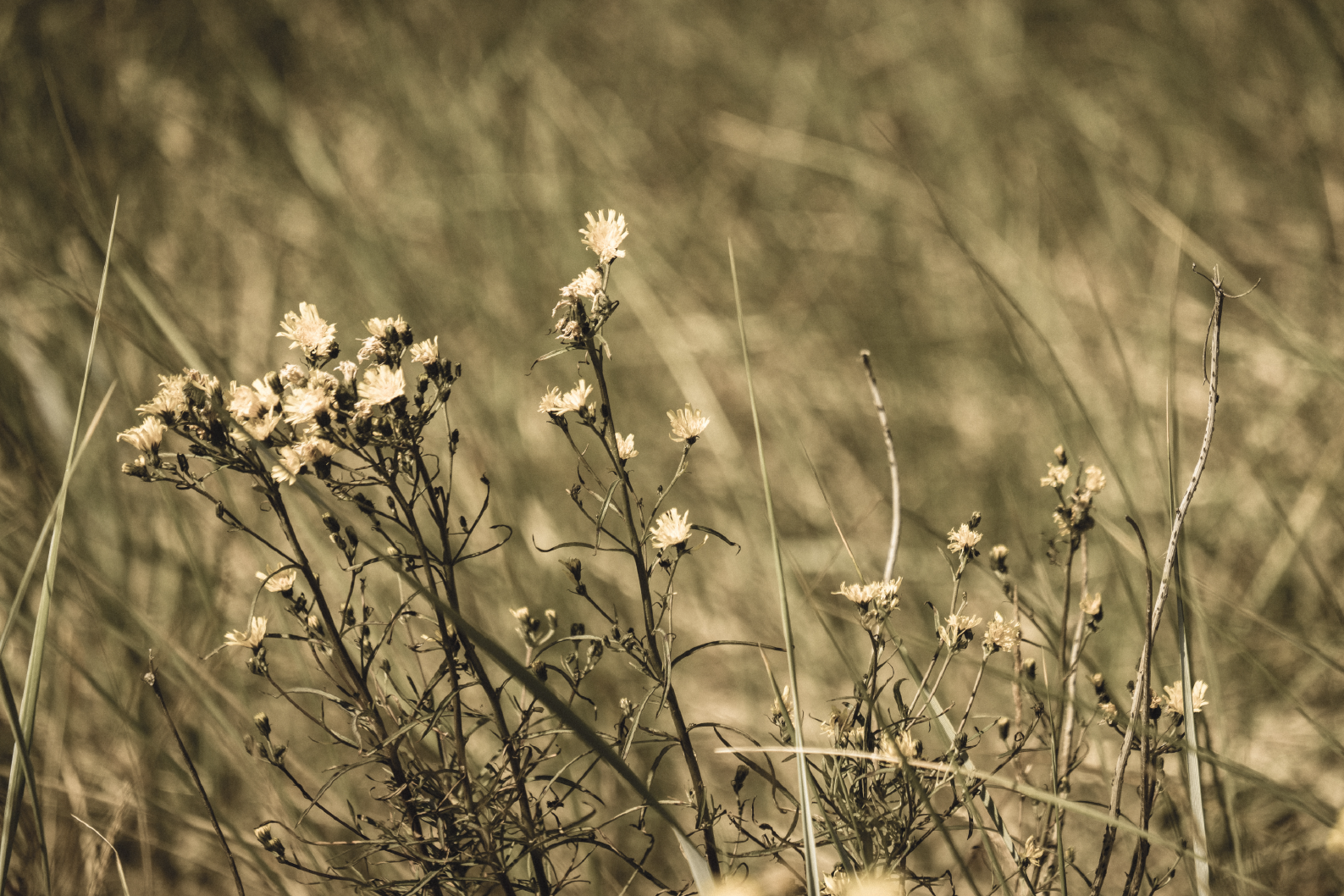 PAPEL MURAL - NATURE 12