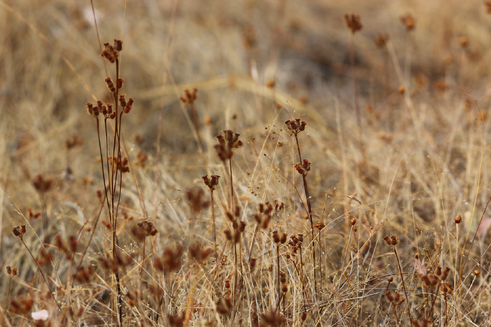 PAPEL MURAL - NATURE 13