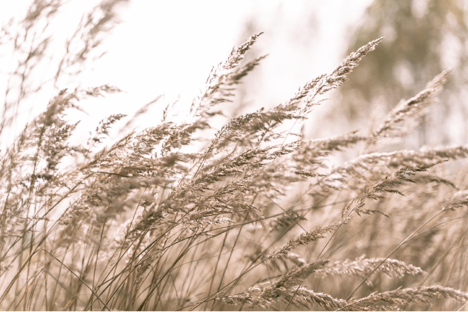 PAPEL MURAL - NATURE 14