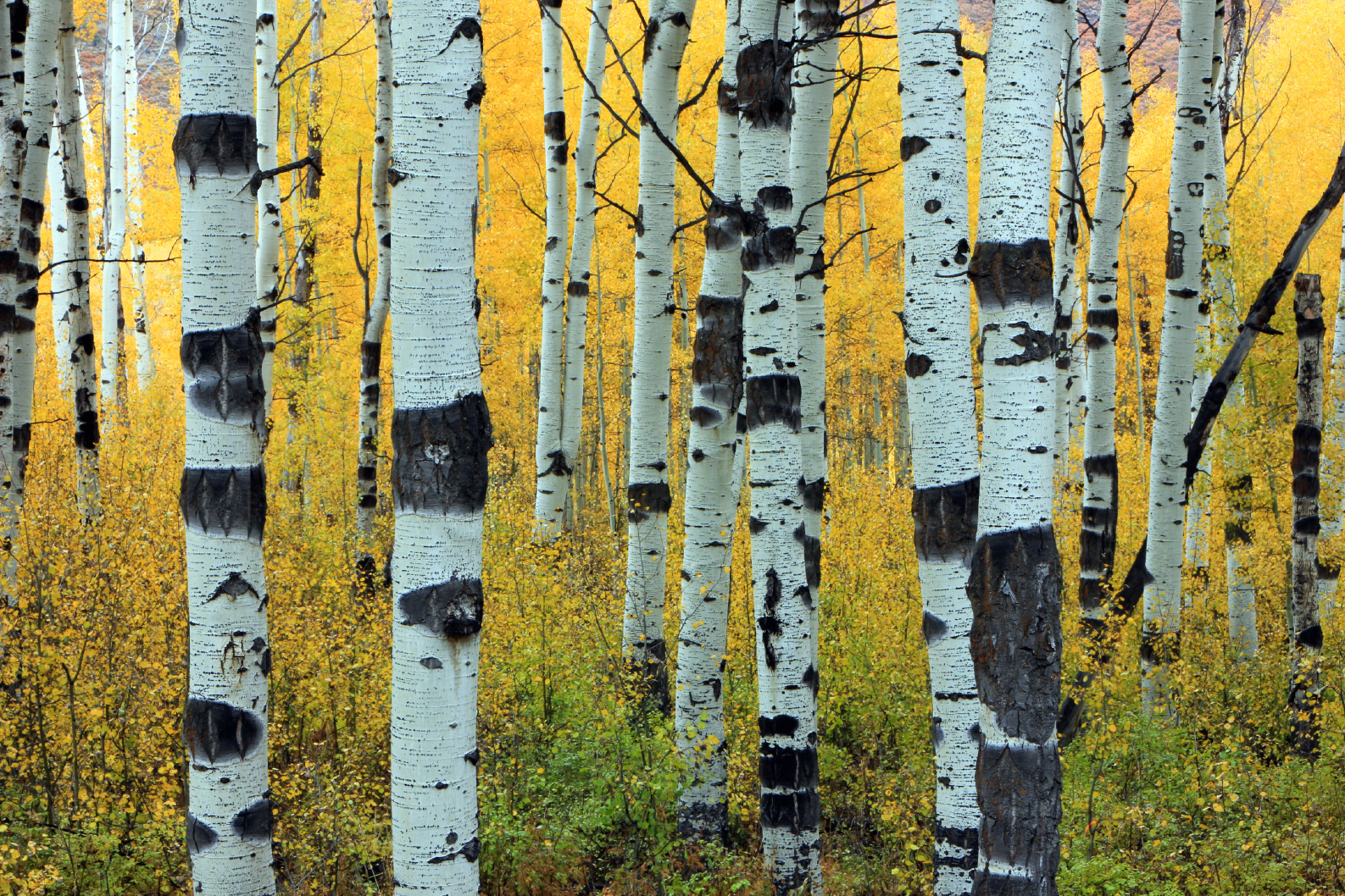 PAPEL MURAL - NATURE 22