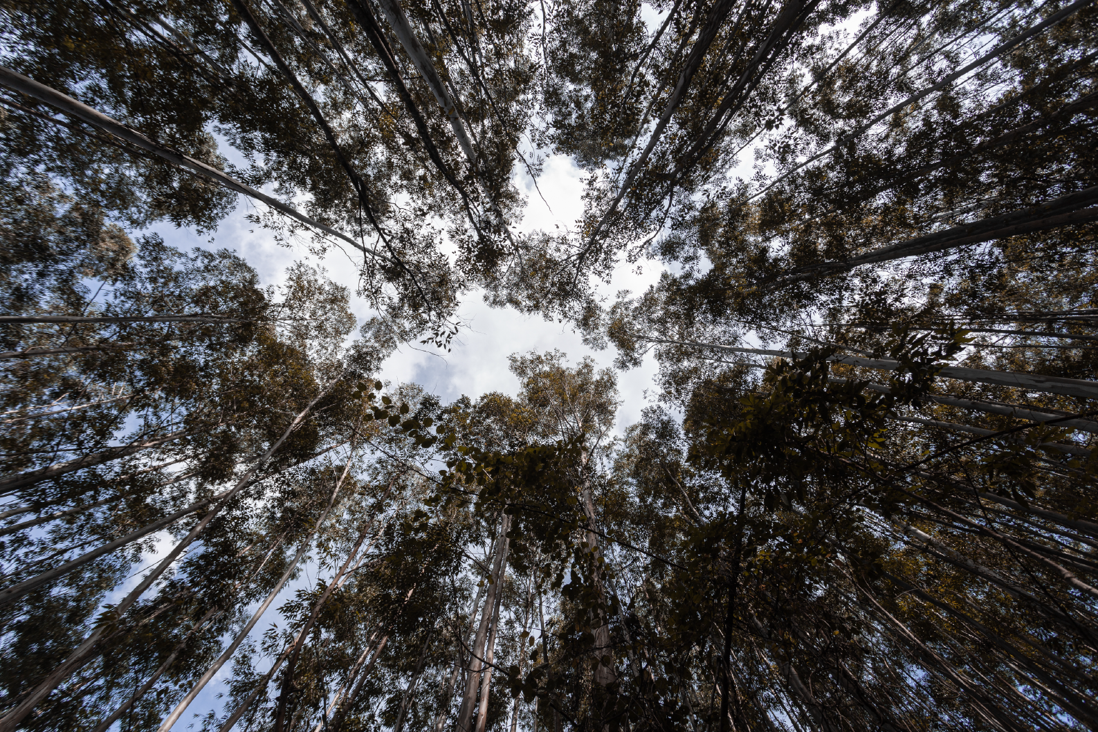 PAPEL MURAL - NATURE 23