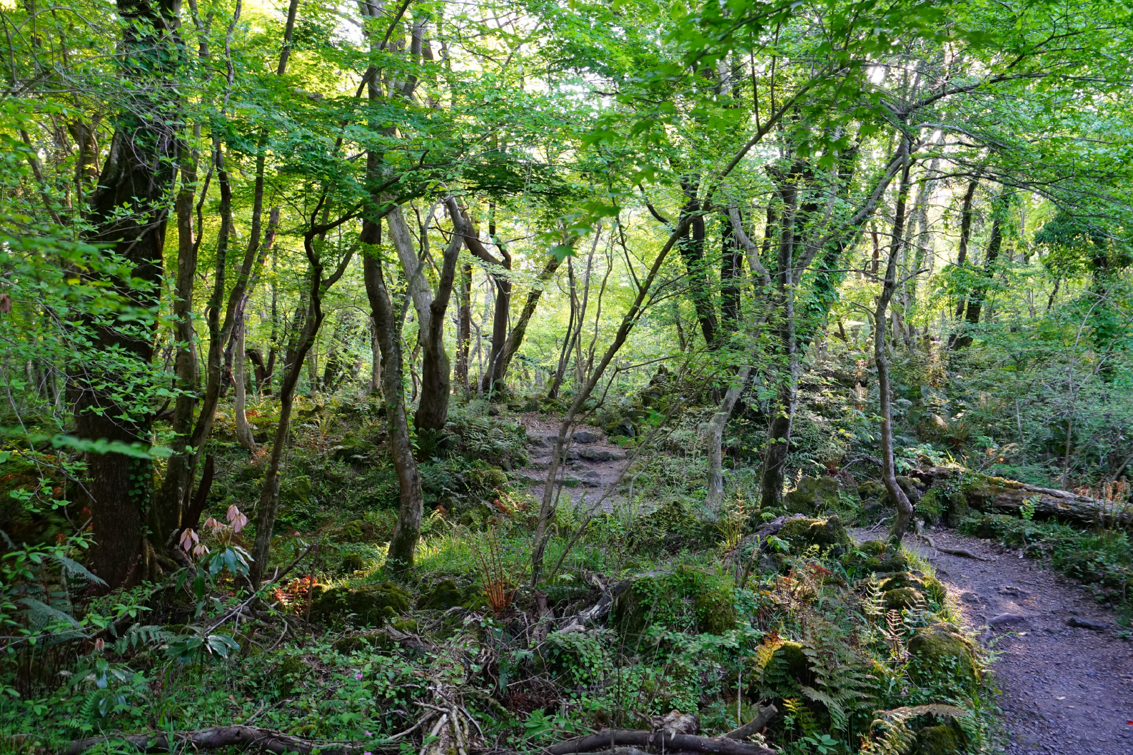 PAPEL MURAL - NATURE 24