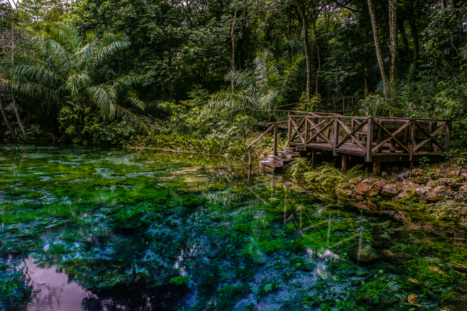 PAPEL MURAL - NATURE 27