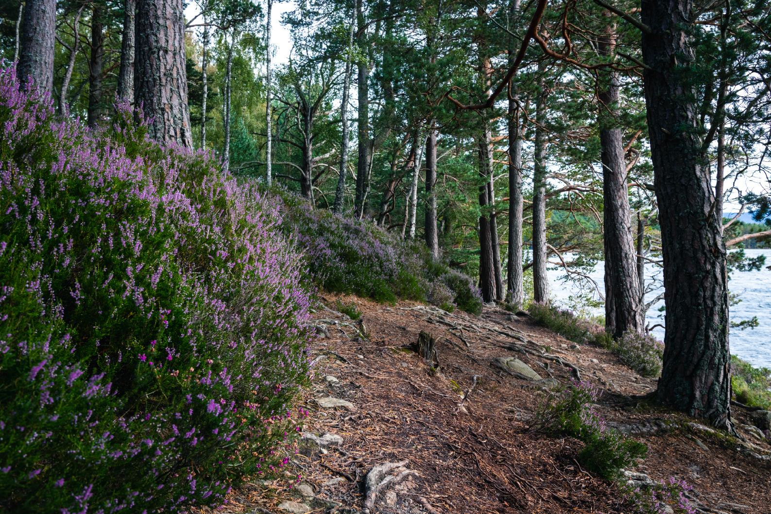 PAPEL MURAL - NATURE 30