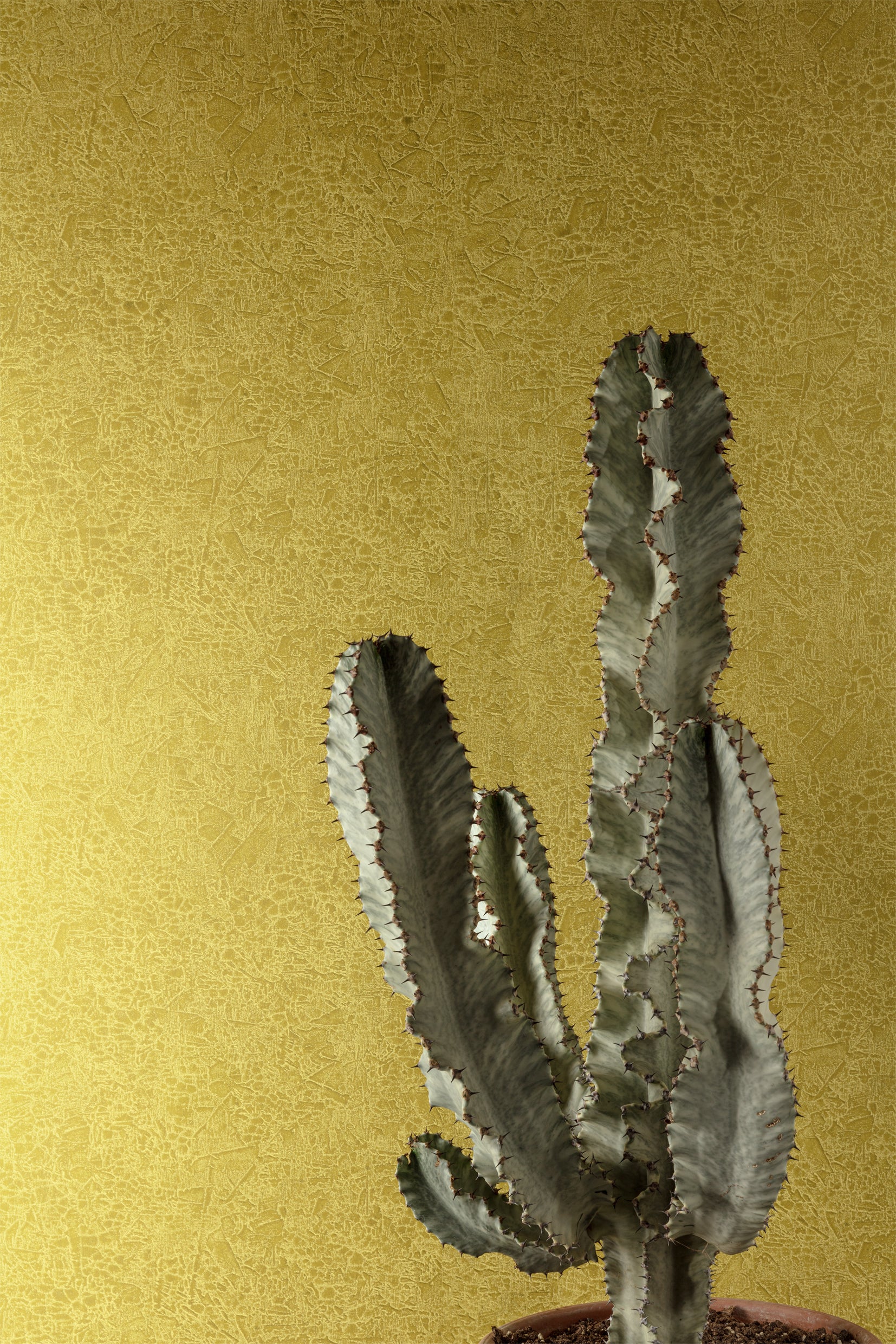 Papel Mural - Ramon - HAV 1003