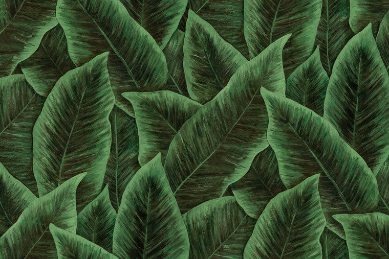 Papel Mural - Birds of Paradise - 97572